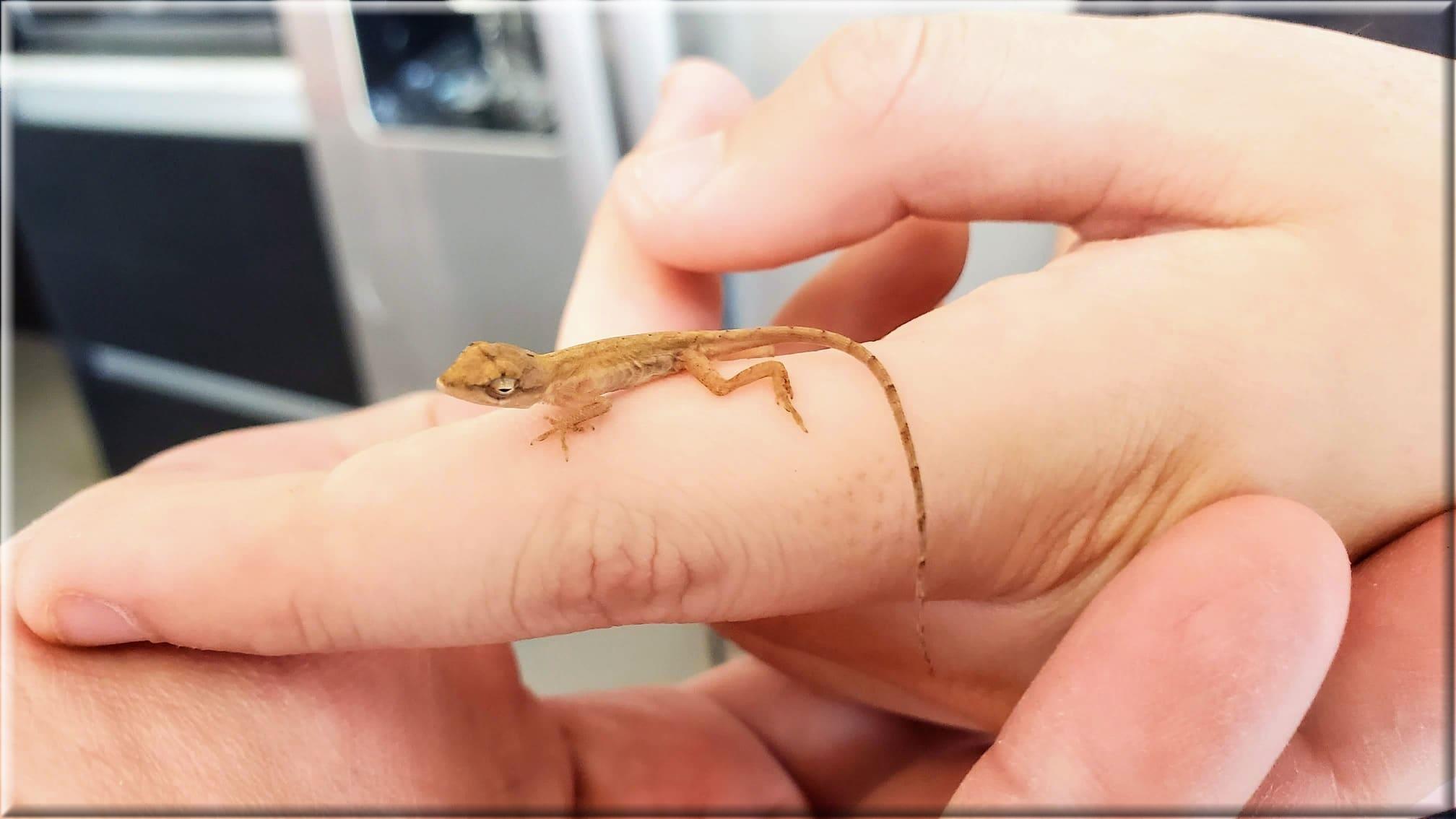 Mosquito-eating baby lizard Mosquito-eating baby lizard